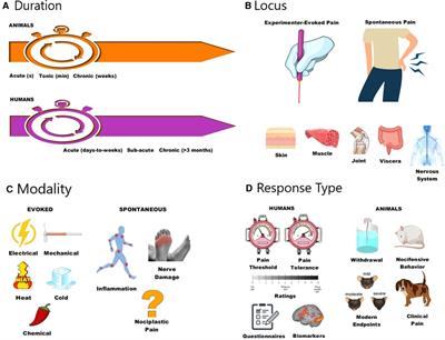 The history of pain measurement in humans and animals